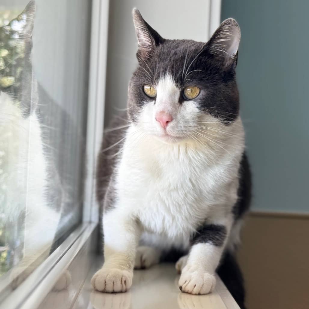 Guy Fieri - Domestic Shorthair cat available for adoption at Prince Albert SPCA in Prince Albert