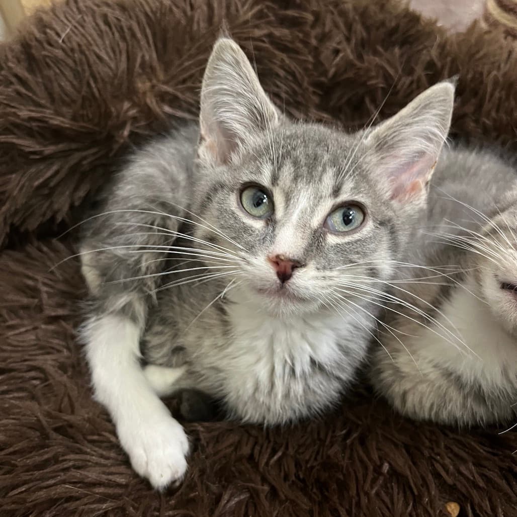 Kibble - Domestic Shorthair cat available for adoption at Battlefords Humane Society in Saskatchewan