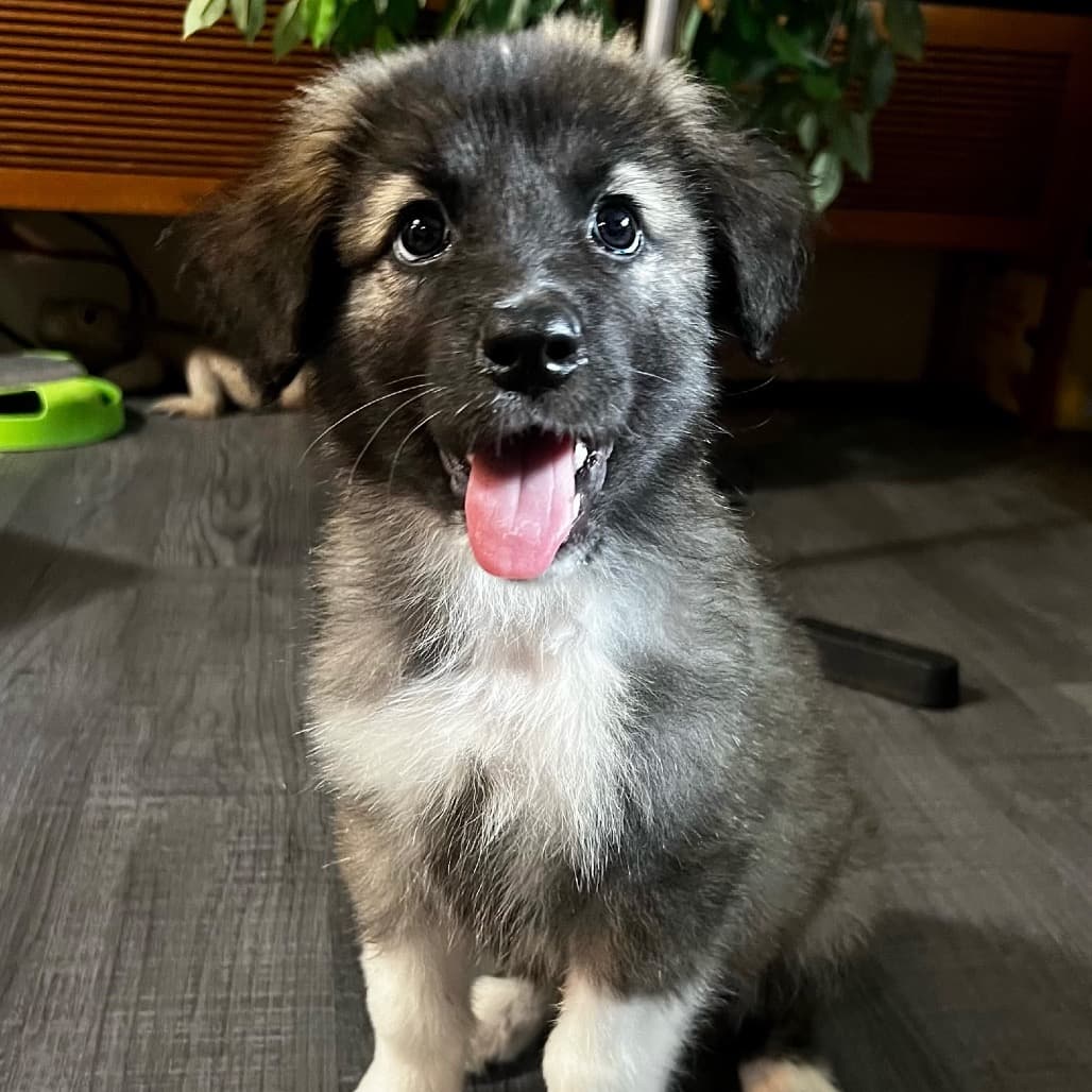 Jude - COLLIE, BORDER available for adoption