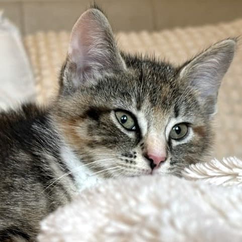 Izzy - Domestic Shorthair cat available for adoption at Vancouver Orphan Kitten Rescue Association in Vancouver