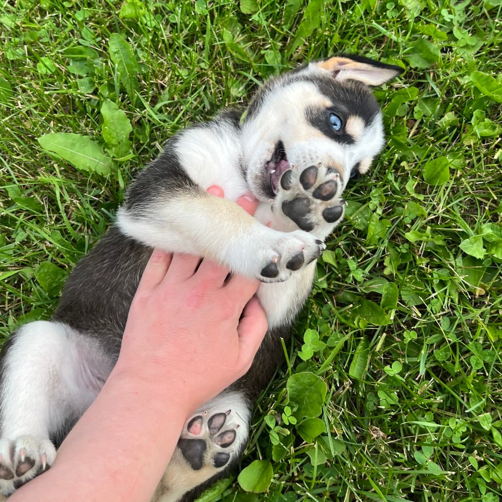 Whitney - HUSKY/MIX available for adoption at SCARS in Calgary (1 of 5)