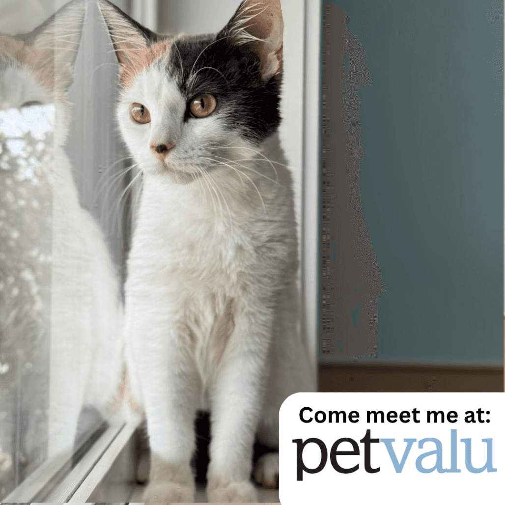 Marble - Domestic Shorthair available for adoption