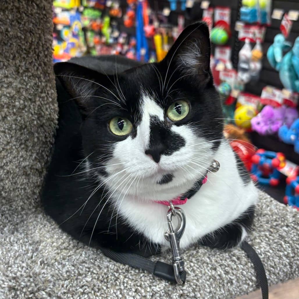 Starla - Domestic Shorthair available for adoption