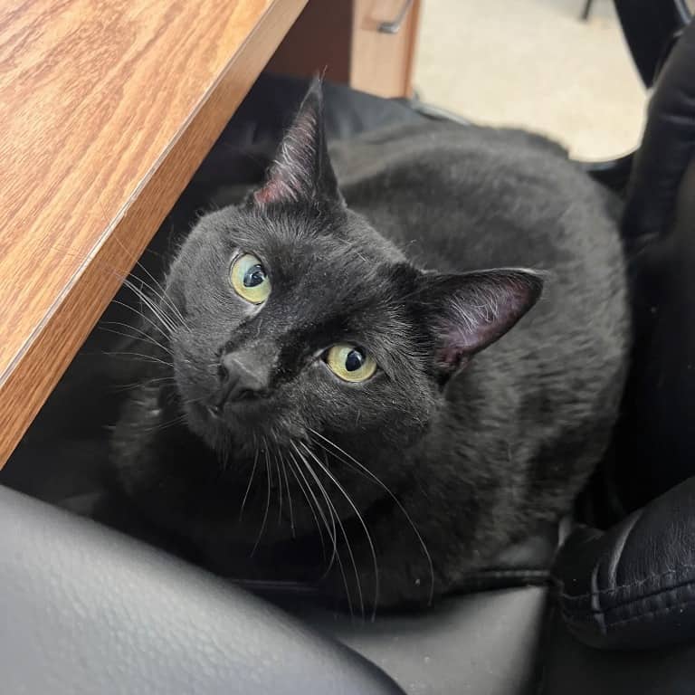 Story - Domestic Shorthair available for adoption