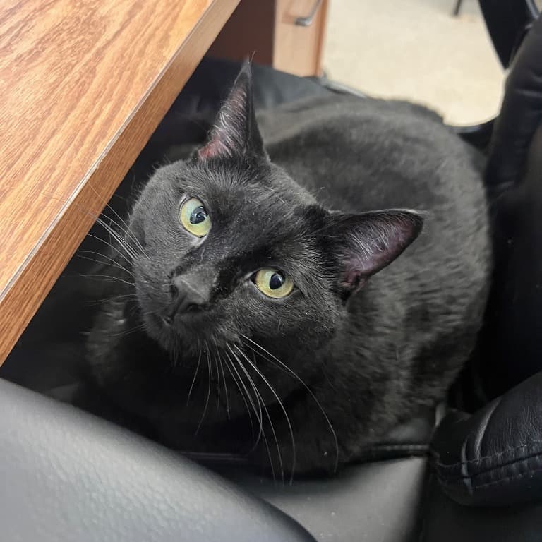 Story - Domestic Shorthair available for adoption