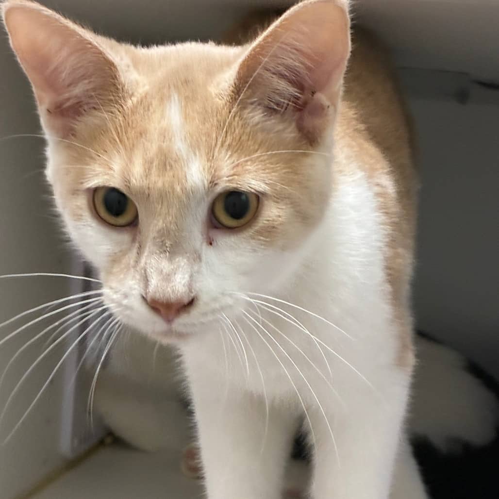Scooby - Domestic Shorthair available for adoption