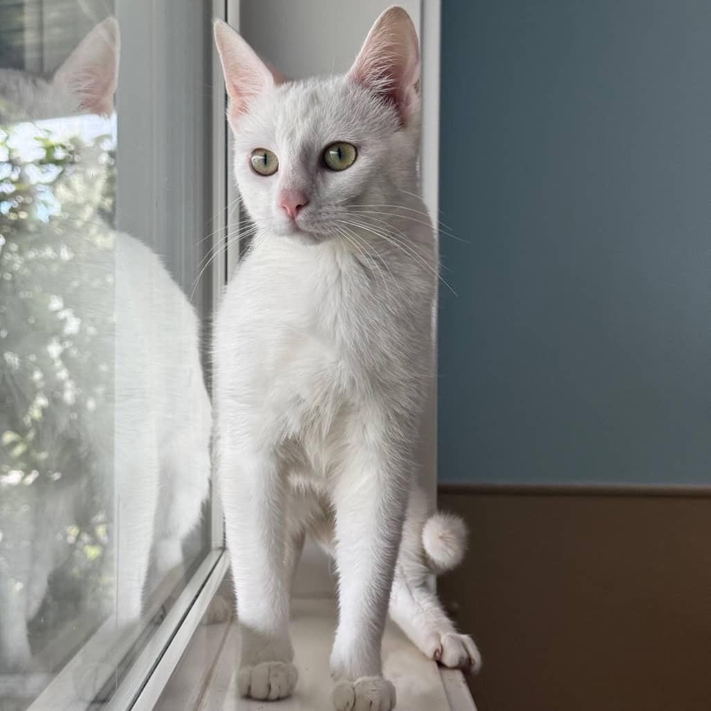 Mouse - Domestic Shorthair cat available for adoption at Prince Albert SPCA in Prince Albert
