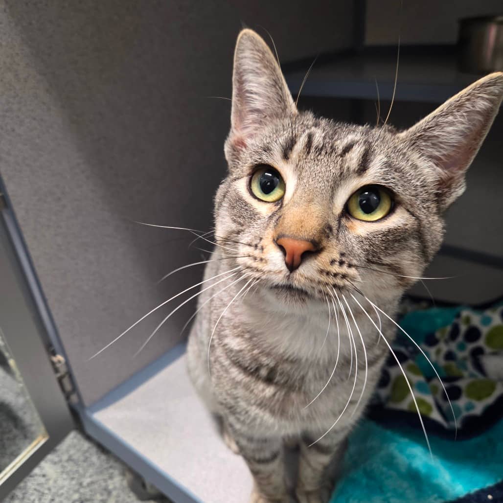 Chrome - Domestic Shorthair cat available for adoption at Battlefords Humane Society in North Battleford