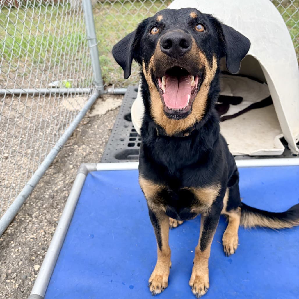 Bandit - Rottweiler / Mixed Breed (Medium) available for adoption at Moose Jaw Humane Society in Moose Jaw