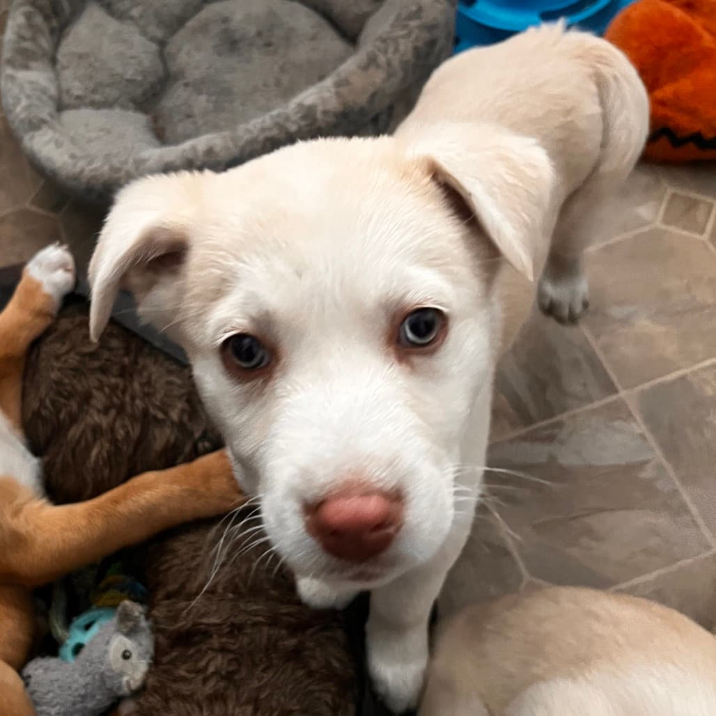Junia - Husky / Mixed Breed (Small) available for adoption in Saskatchewan