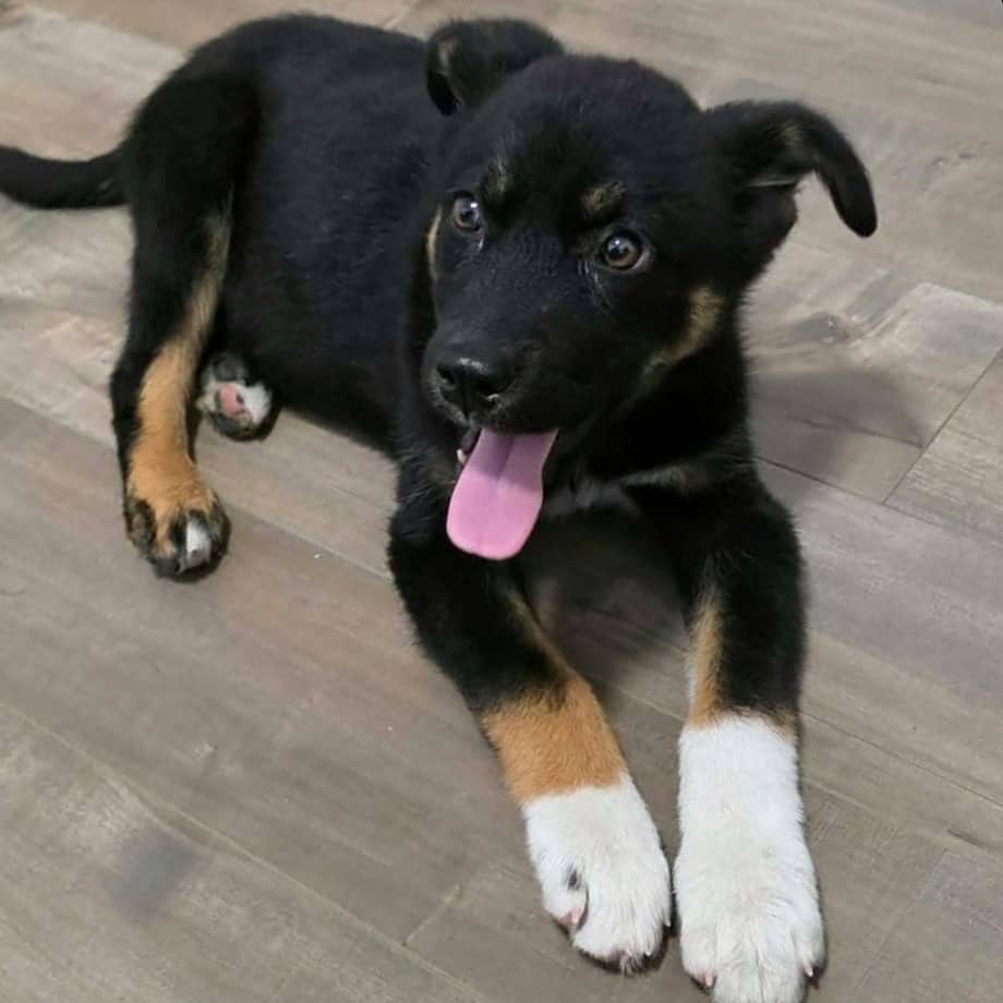 Wally - Shepherd available for adoption in Calgary