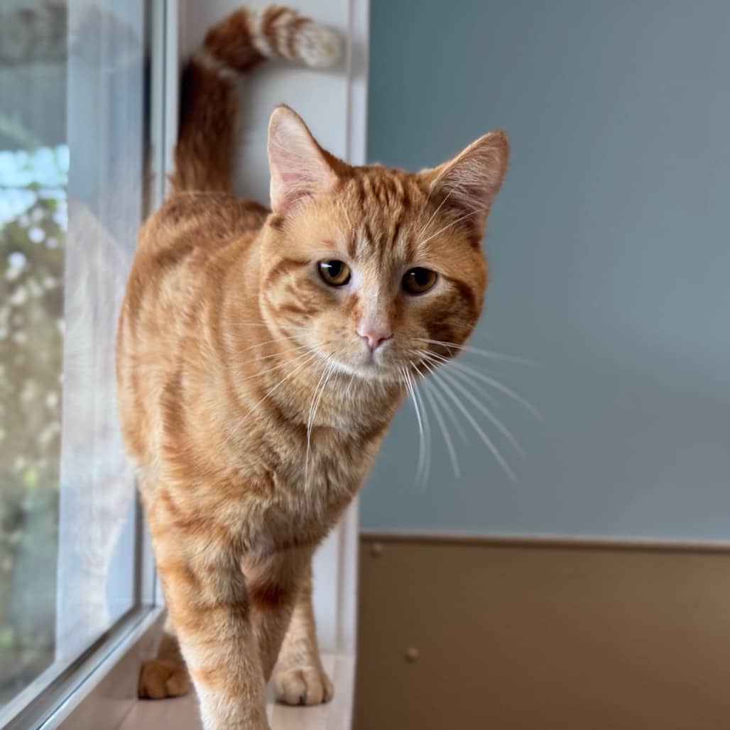 Garfield - Domestic Shorthair available for adoption