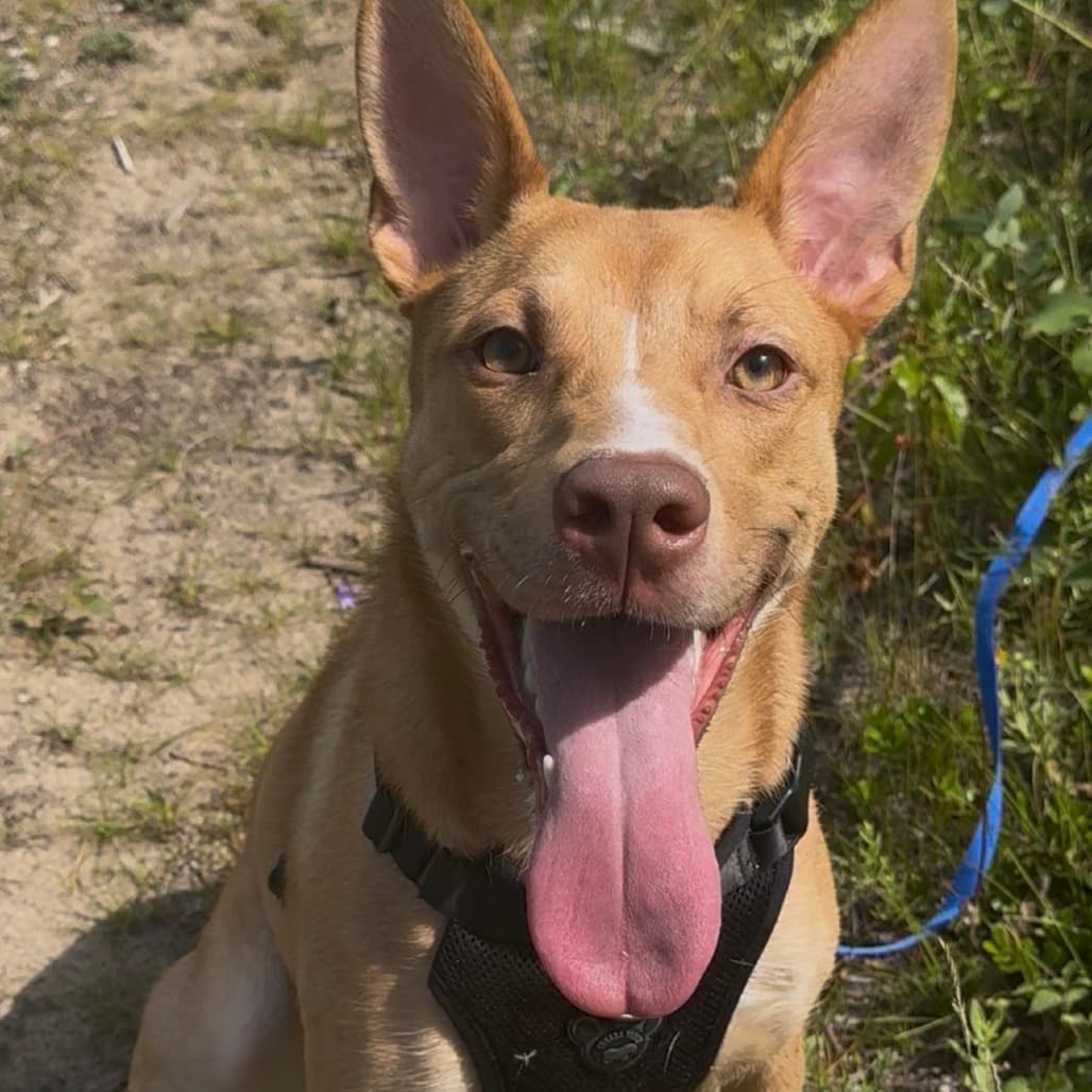 Boba - Mixed Breed (Medium) available for adoption at Prince Albert SPCA in Prince Albert