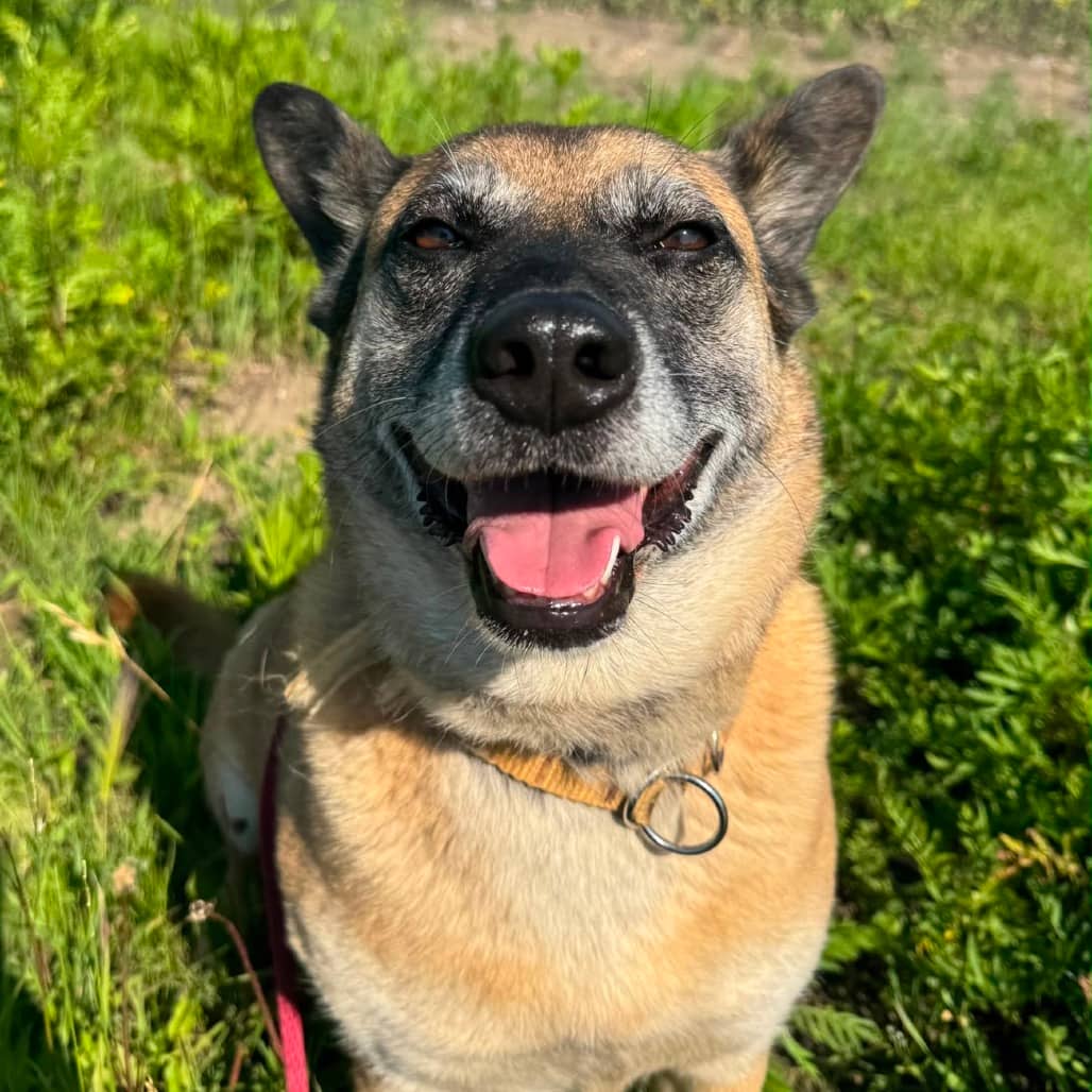 Shayna - SHEPHERD/MIX available for adoption