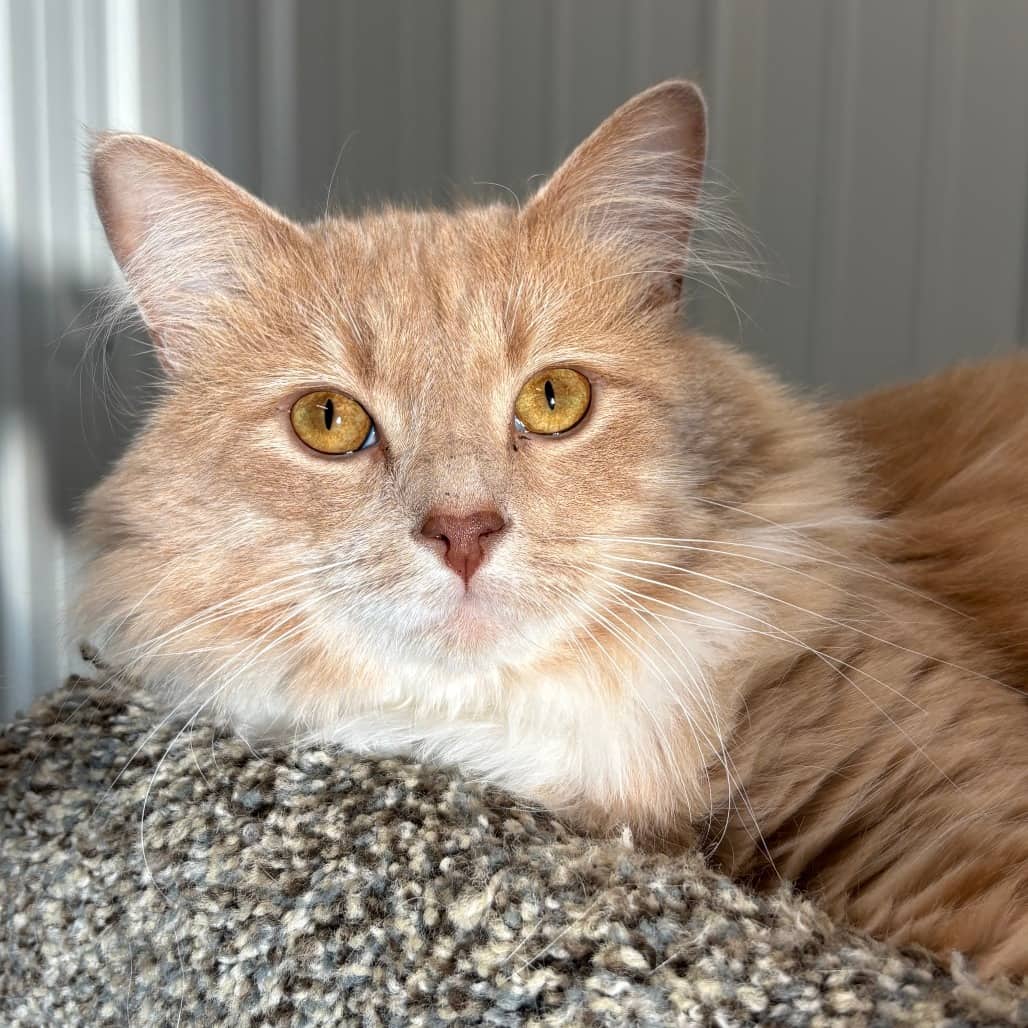 Harrison - Domestic Medium Hair cat available for adoption in Saskatchewan