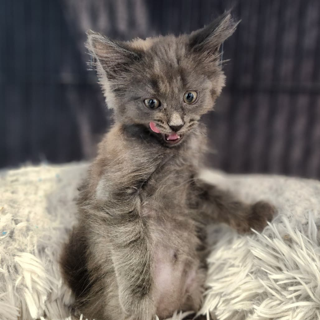 Soy - Domestic Medium Hair cat available for adoption at Battlefords Humane Society in North Battleford