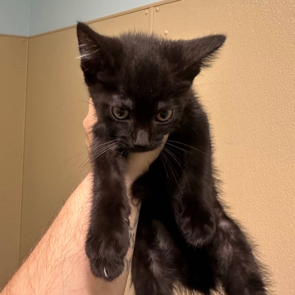 Ponyo - Domestic Shorthair cat available for adoption at Saskatoon SPCA in Saskatoon