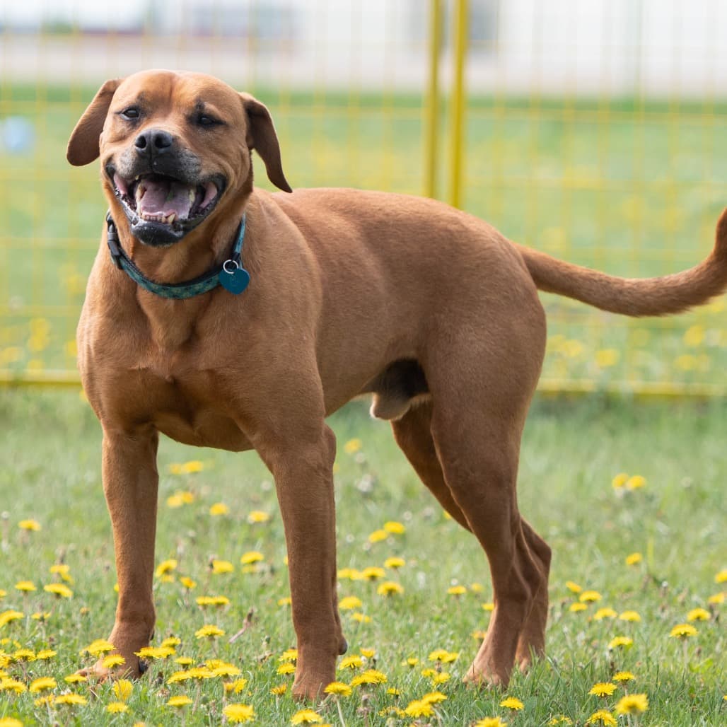 Kiyam - MIXED BREED available for adoption
