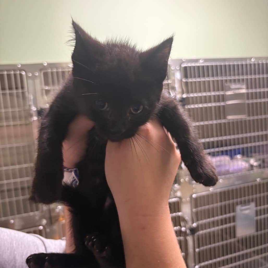 Yeller - Domestic Shorthair available for adoption