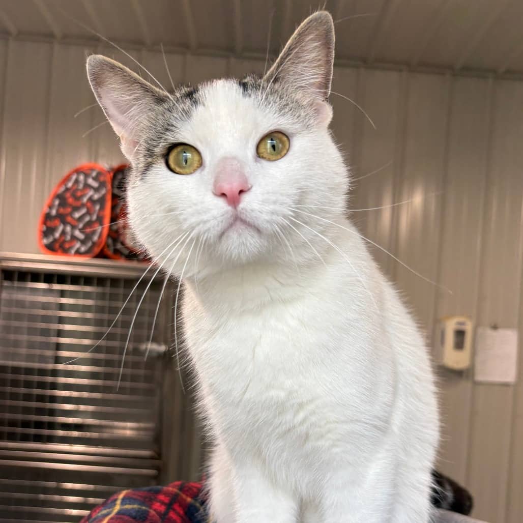 Hal - Domestic Shorthair available for adoption