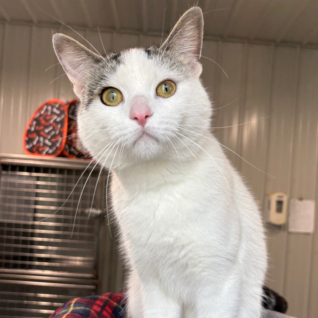 Hal - Domestic Shorthair cat available for adoption at North East SPCA in Melfort