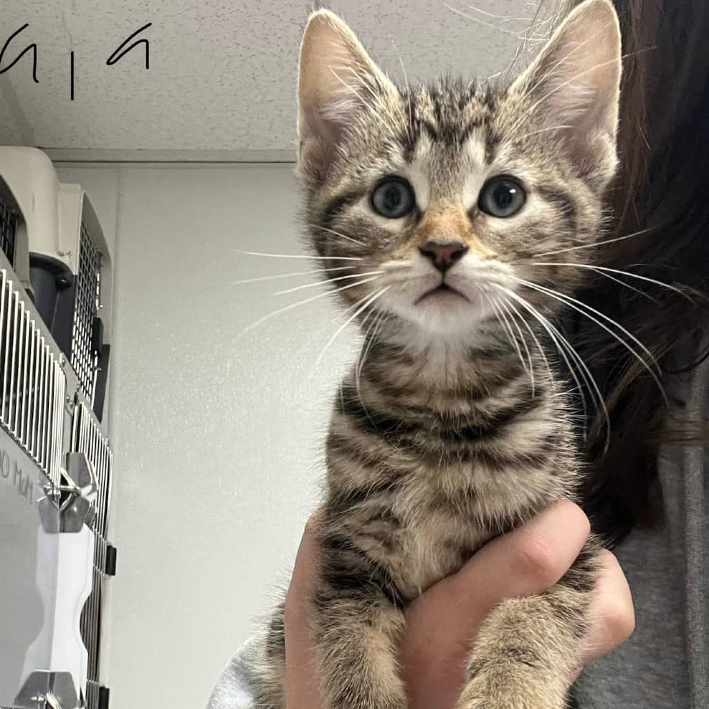 Gee-Gee - Domestic Shorthair available for adoption