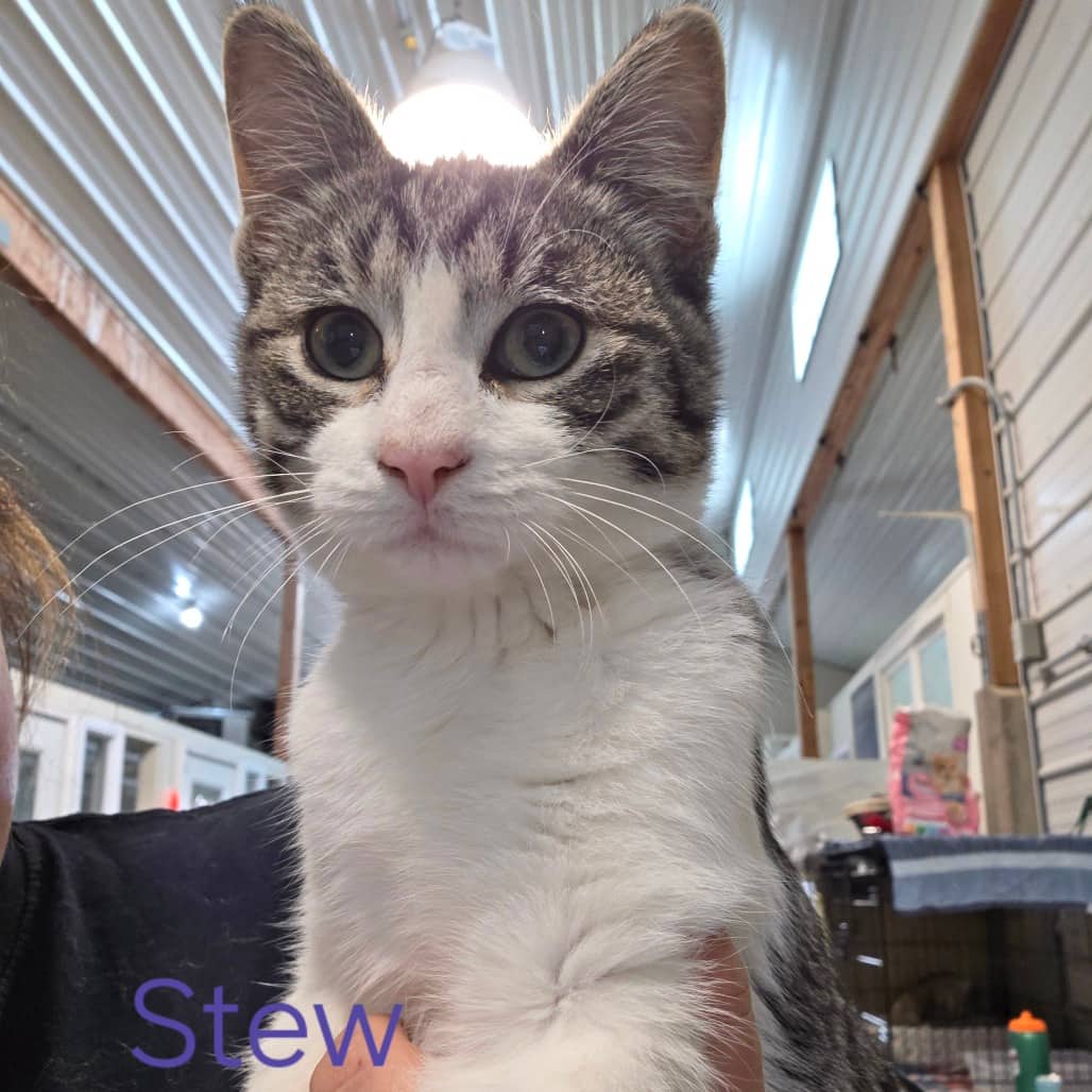 Stew - Domestic Shorthair available for adoption