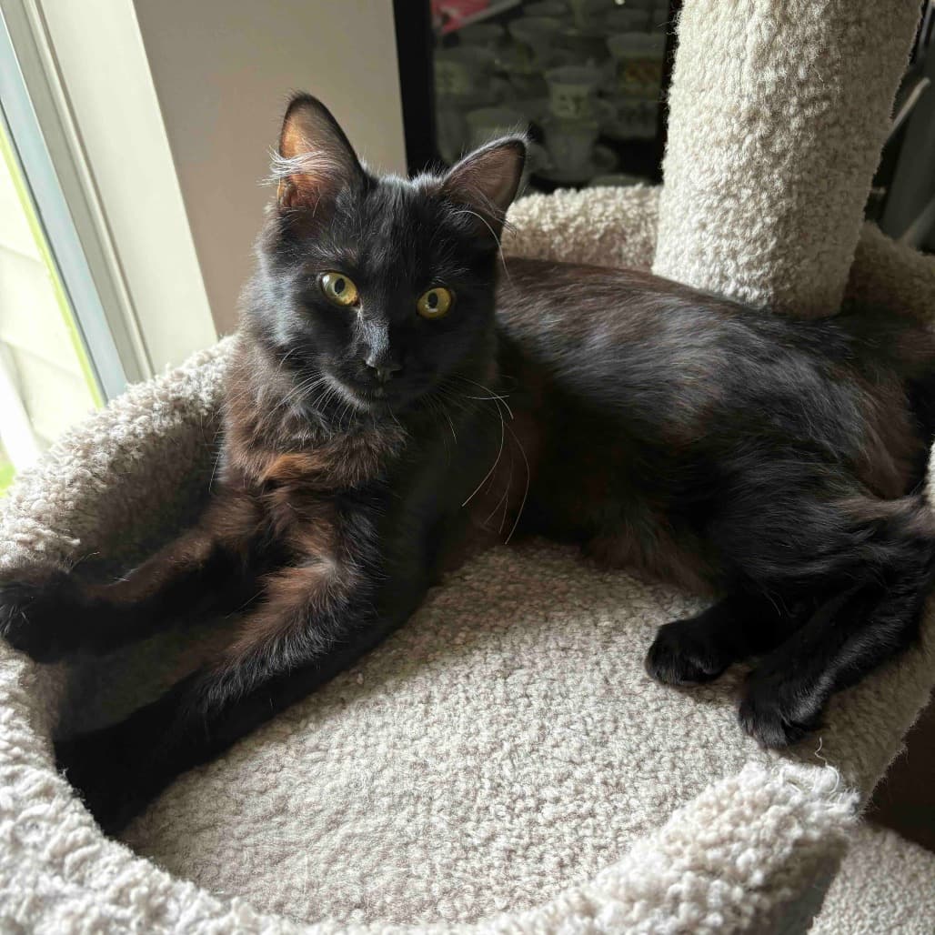 Sapphire - Domestic Shorthair cat available for adoption at Vancouver Orphan Kitten Rescue Association in Vancouver