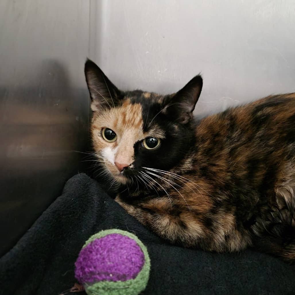 Rue - Domestic Shorthair cat available for adoption at SCARS in Edmonton