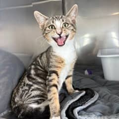 Kenai - Domestic Shorthair available for adoption