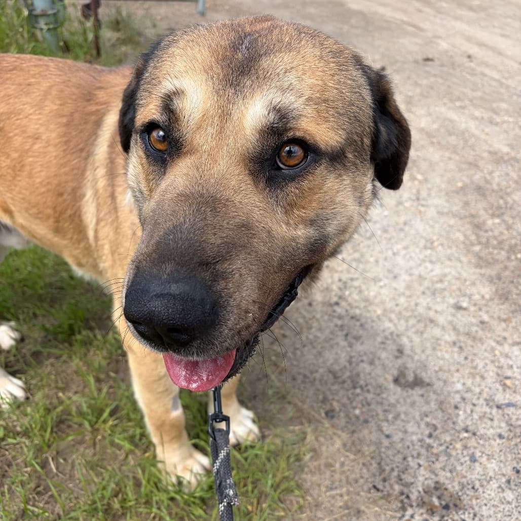 Rex - MASTIFF/MIX available for adoption