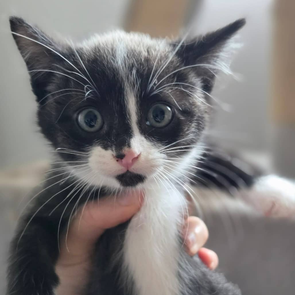 Tolkien - Domestic Shorthair cat available for adoption at SCARS in Edmonton (1 of 6)