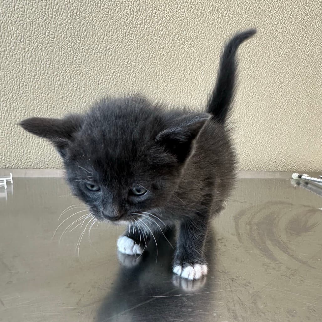 Nati - Domestic Shorthair cat available for adoption at Saskatoon SPCA in Saskatoon