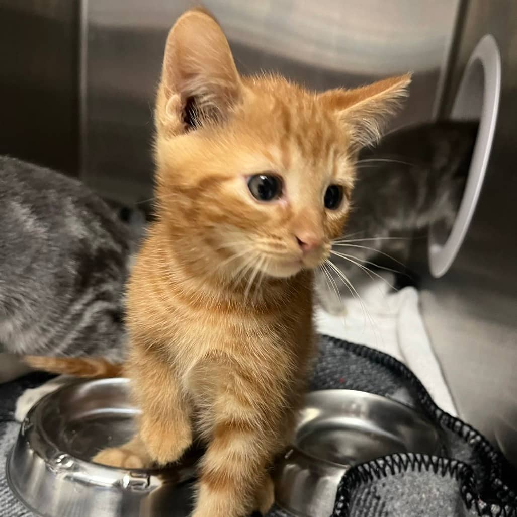 Marmalade - Domestic Shorthair available for adoption