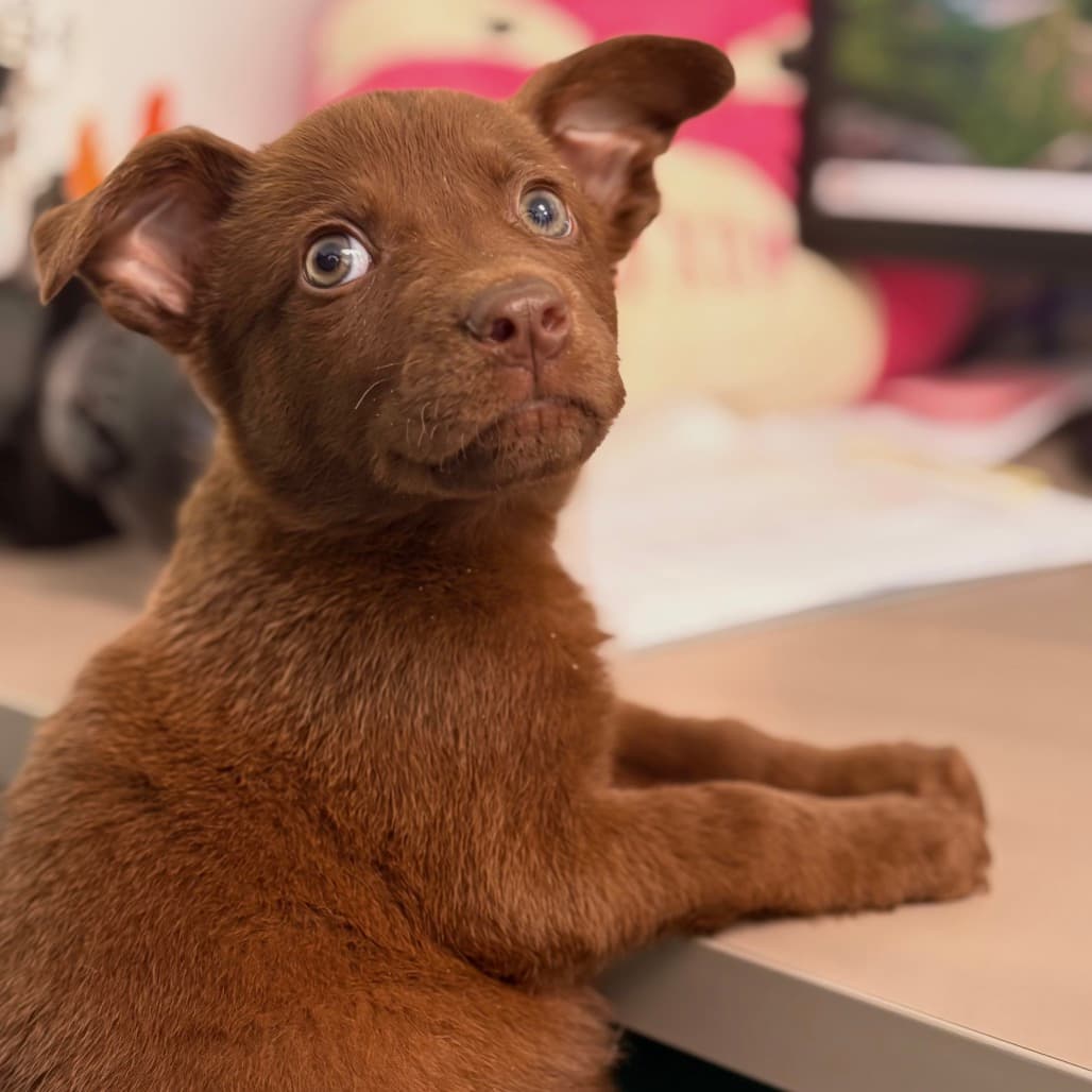 Bruno - Terrier, Pit Bull available for adoption at Saskatoon SPCA in Saskatoon