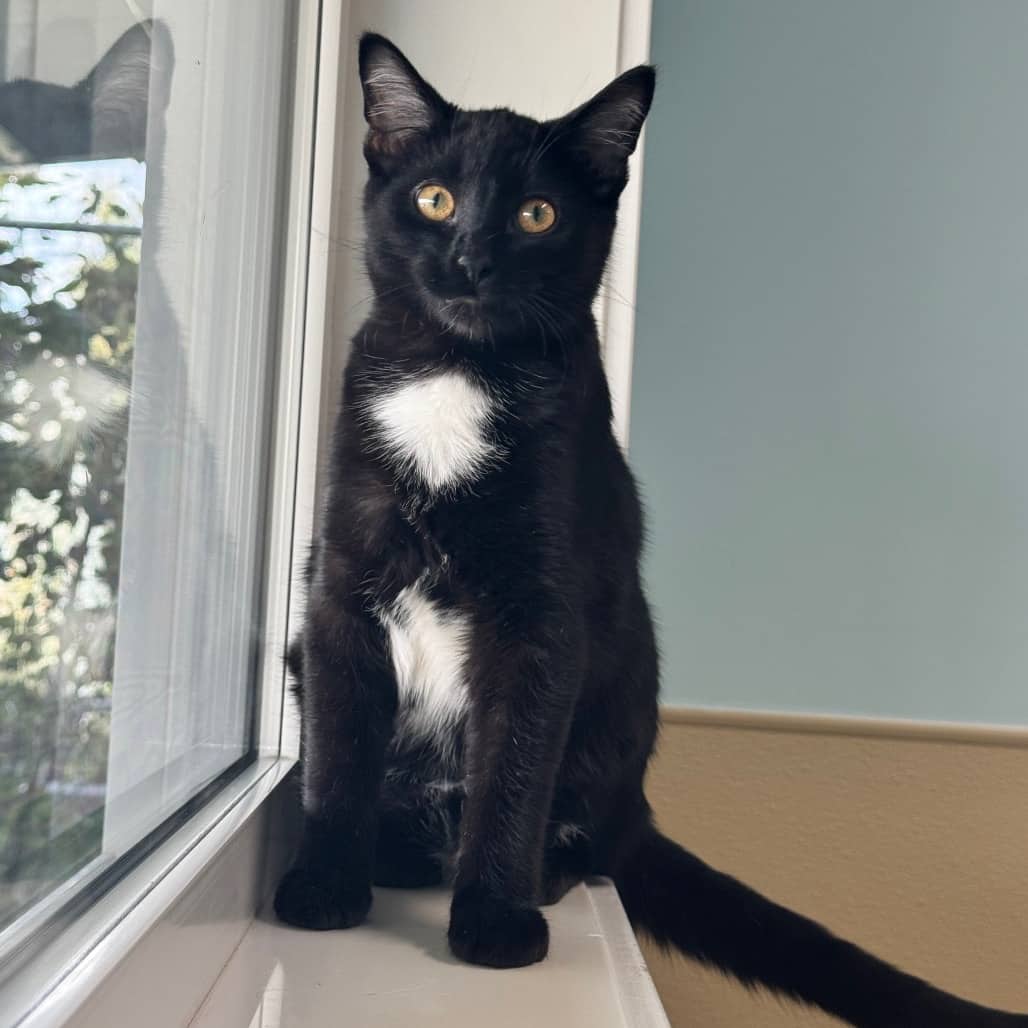 Trick - Domestic Shorthair available for adoption