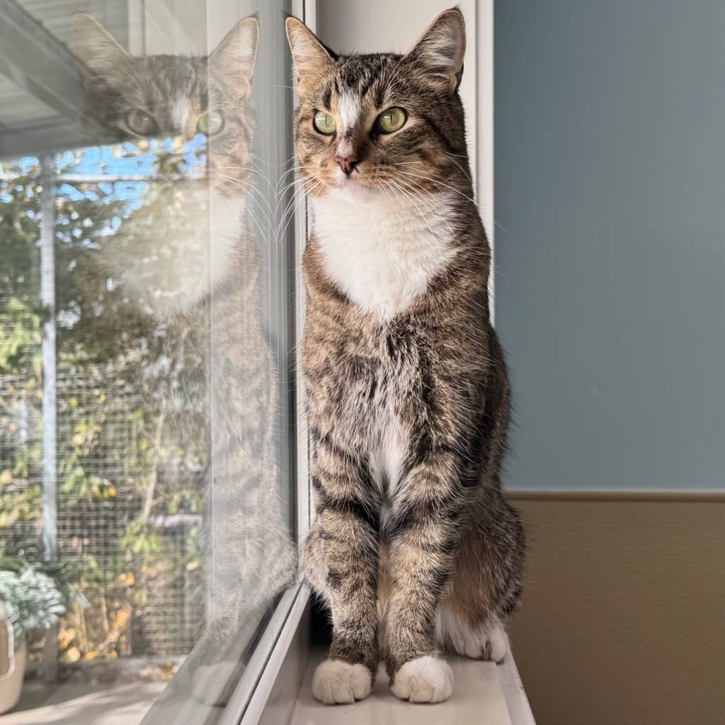 Aster - Domestic Shorthair cat available for adoption at Prince Albert SPCA in Prince Albert