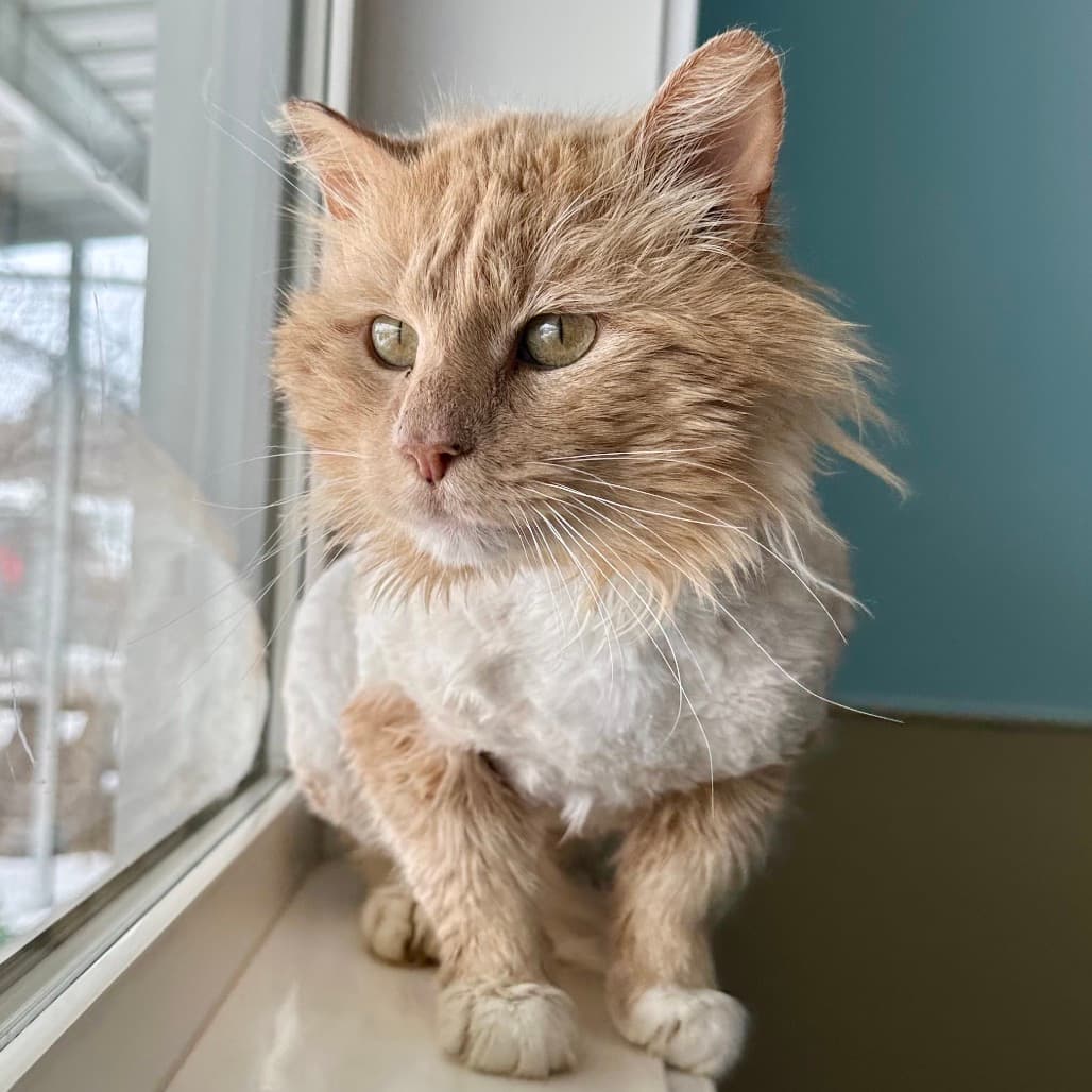 Toby - Domestic Longhair cat available for adoption in Calgary
