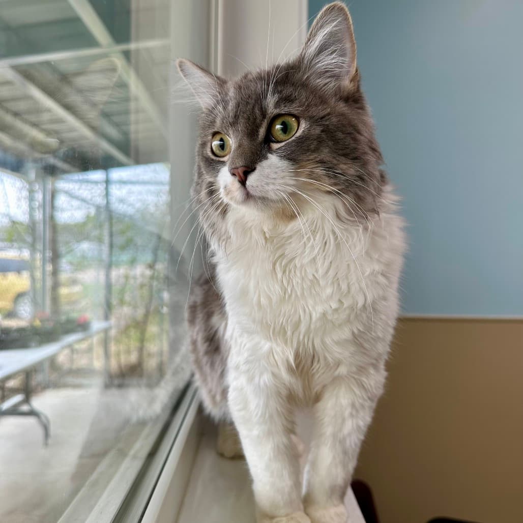 Stormy - Domestic Longhair cat available for adoption in Calgary