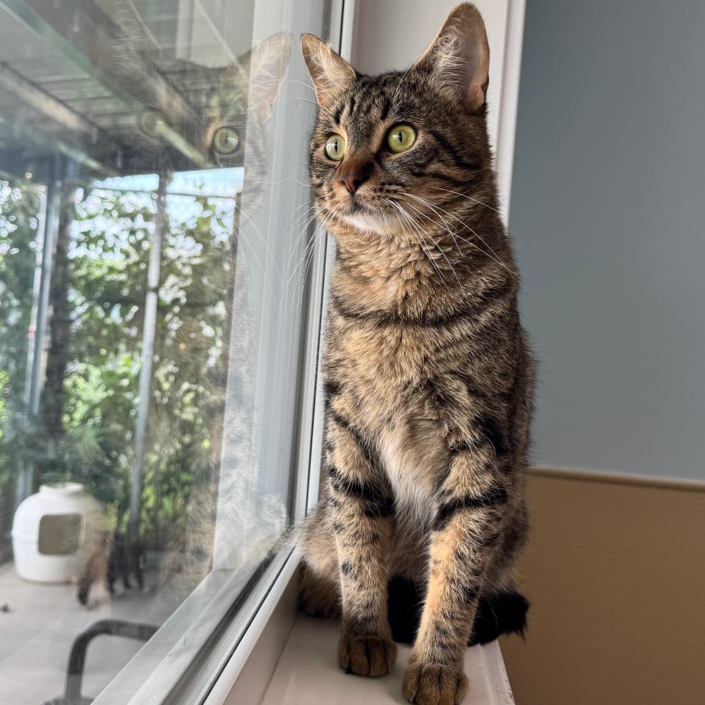 Lemonade - Domestic Shorthair cat available for adoption at Prince Albert SPCA in Prince Albert
