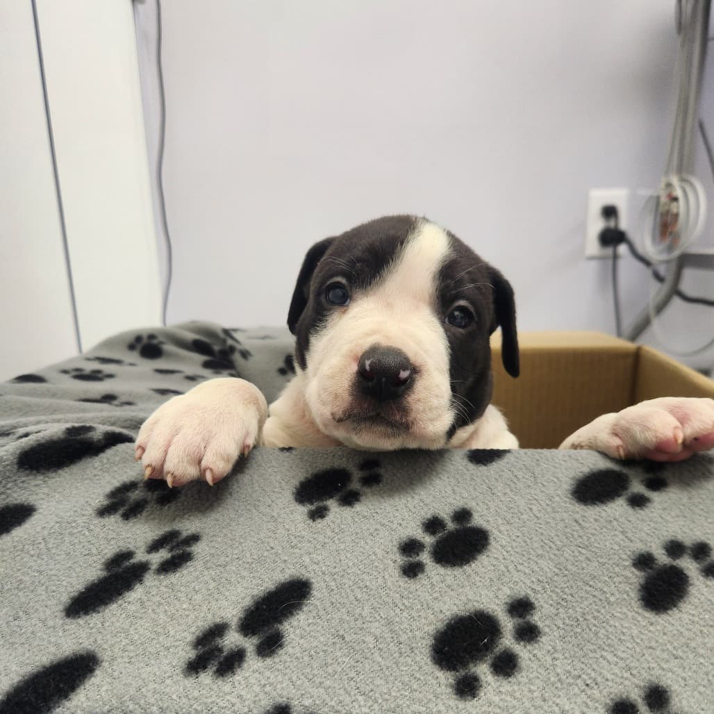 7 - Merritt - Terrier, Pit Bull / Mixed Breed (Medium) available for adoption in Saskatchewan