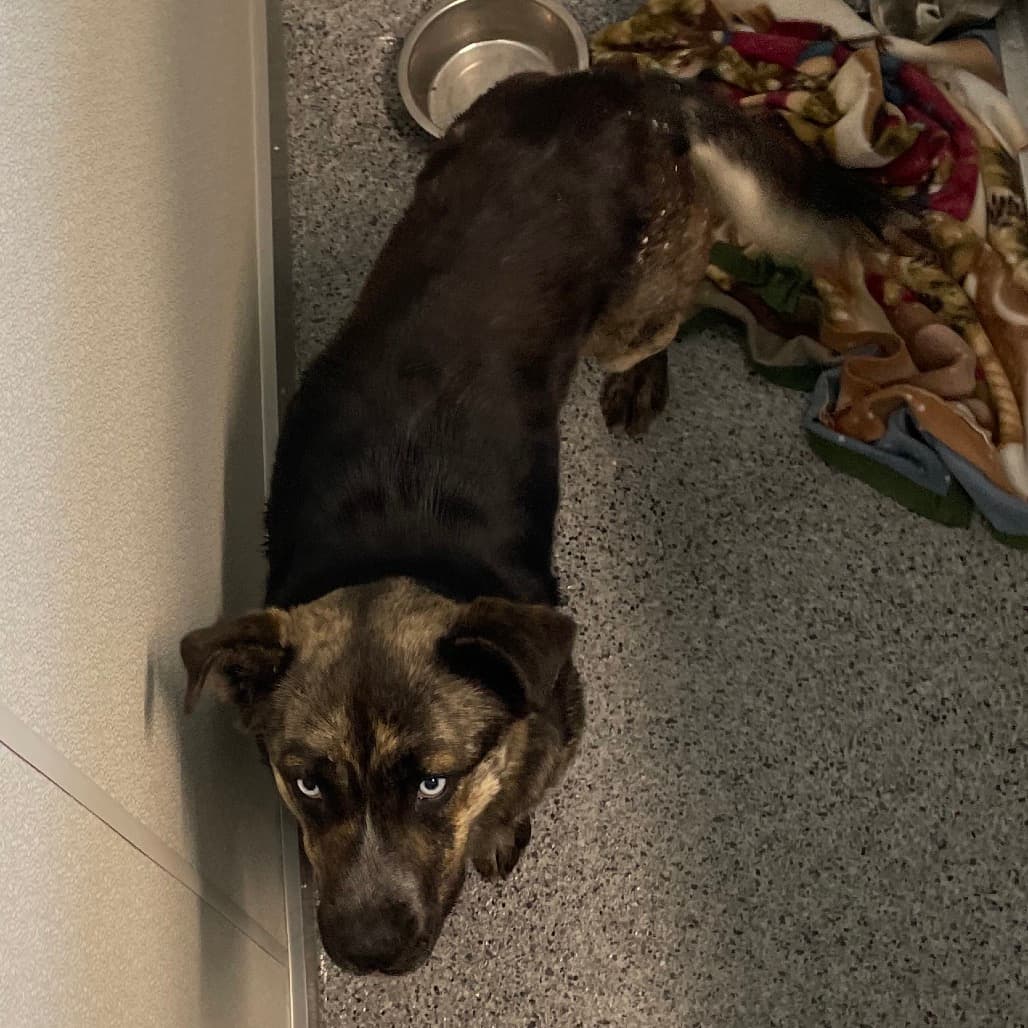 Indie - Shepherd available for adoption