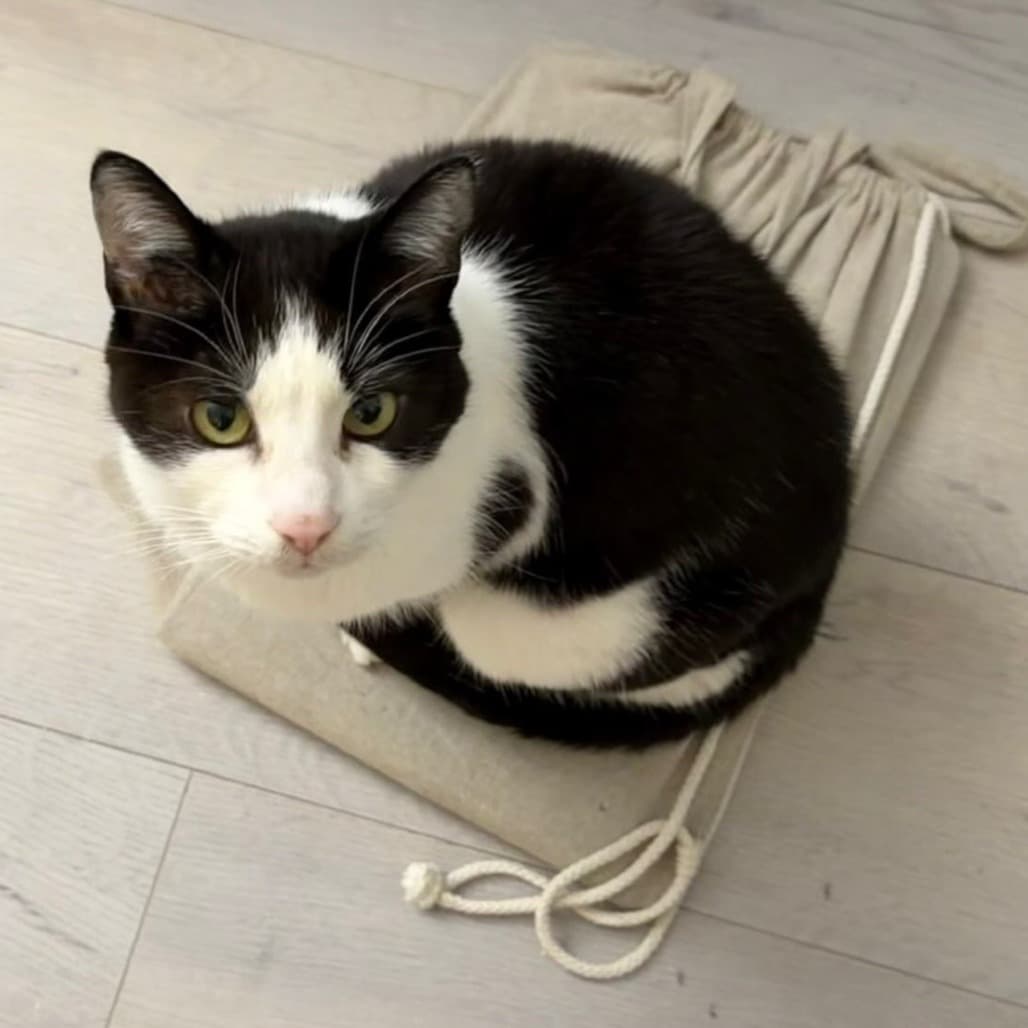 Karma - Domestic Shorthair cat available for adoption at Vancouver Orphan Kitten Rescue Association in Vancouver