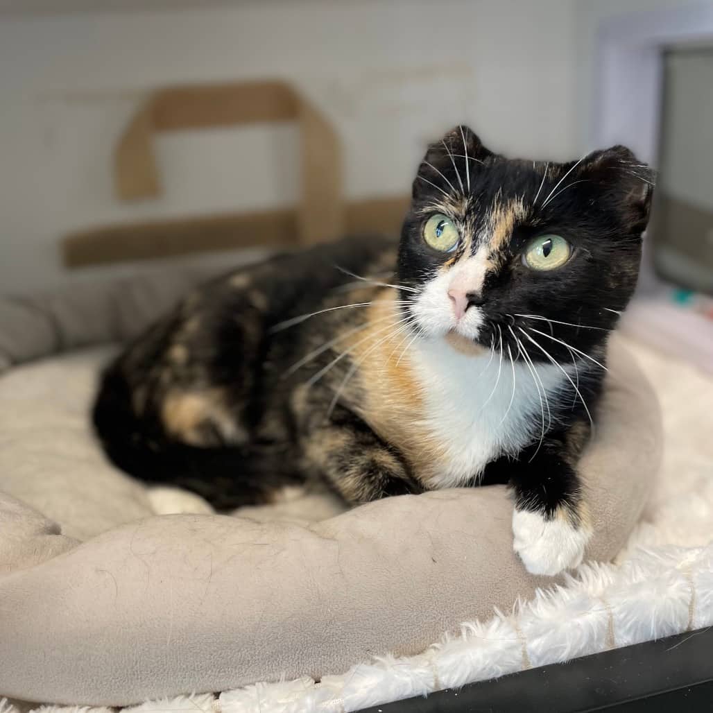Stump - Domestic Shorthair available for adoption