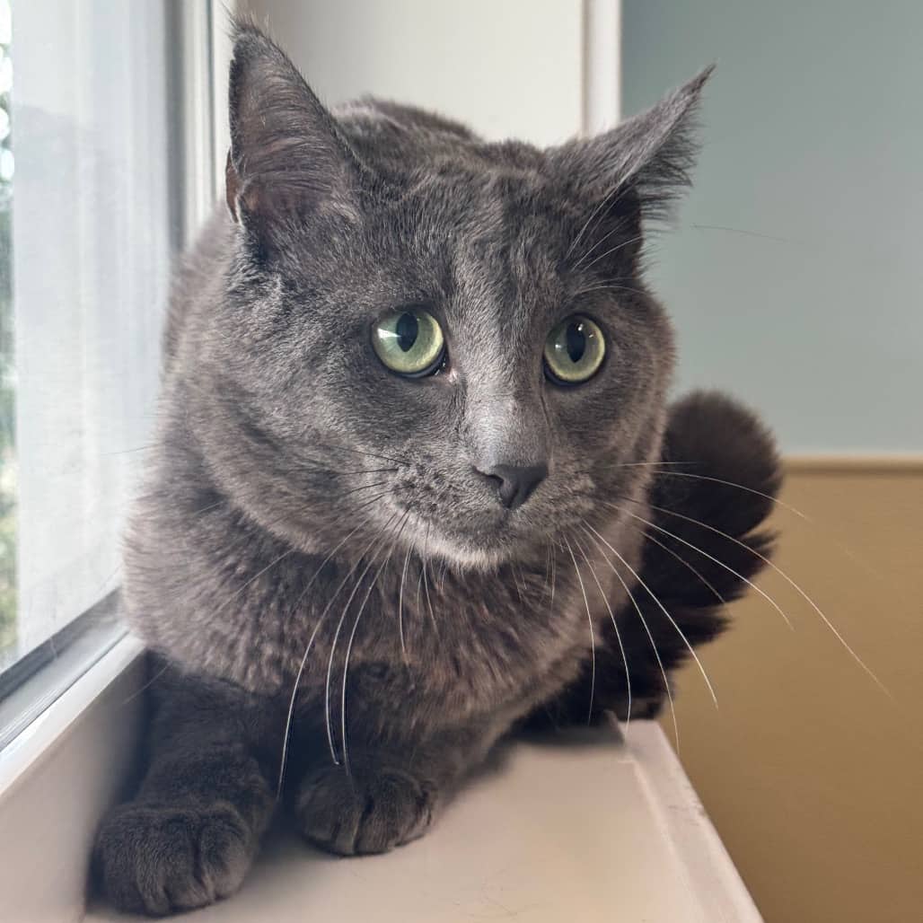 Tunnel - Domestic Shorthair available for adoption