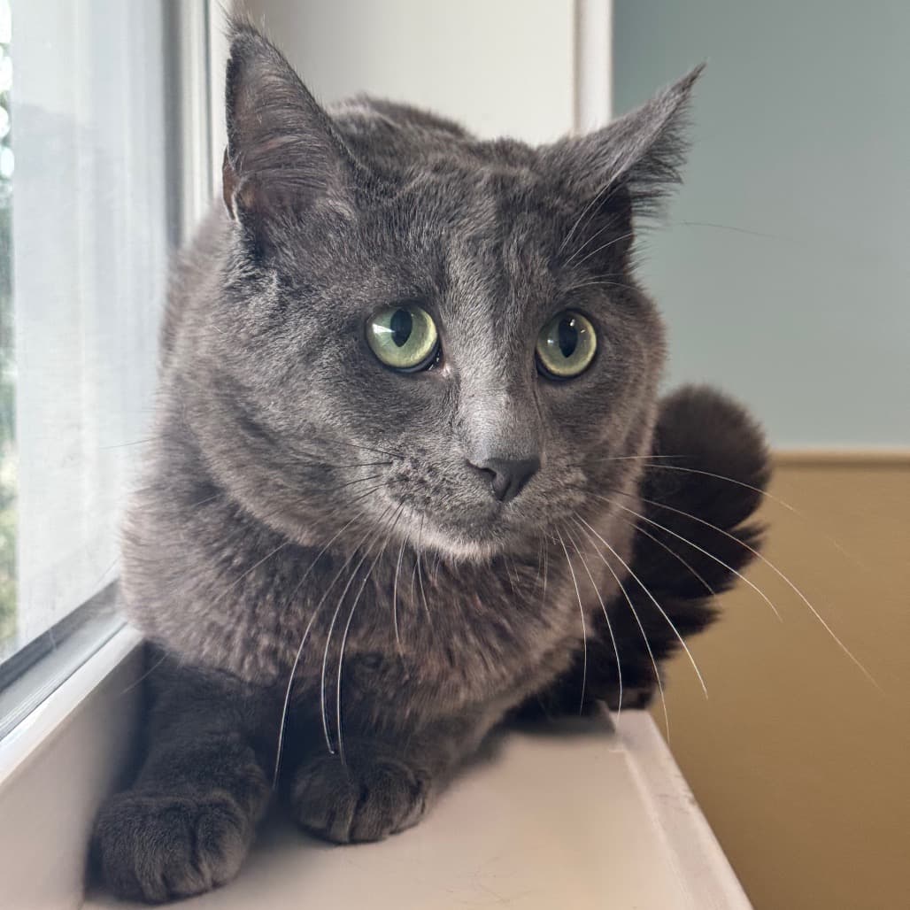 Tunnel - Domestic Shorthair cat available for adoption at Prince Albert SPCA in Prince Albert