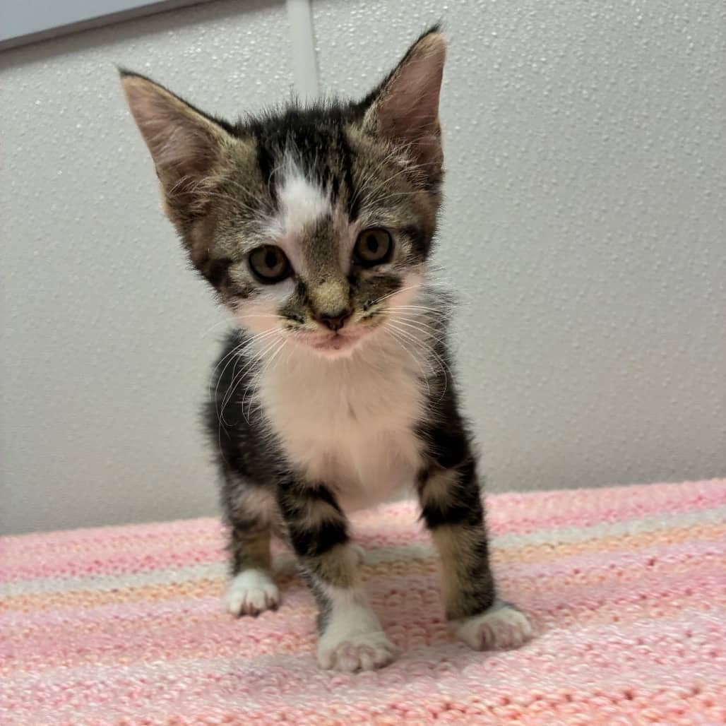 Madonna - Domestic Shorthair cat available for adoption in Saskatchewan