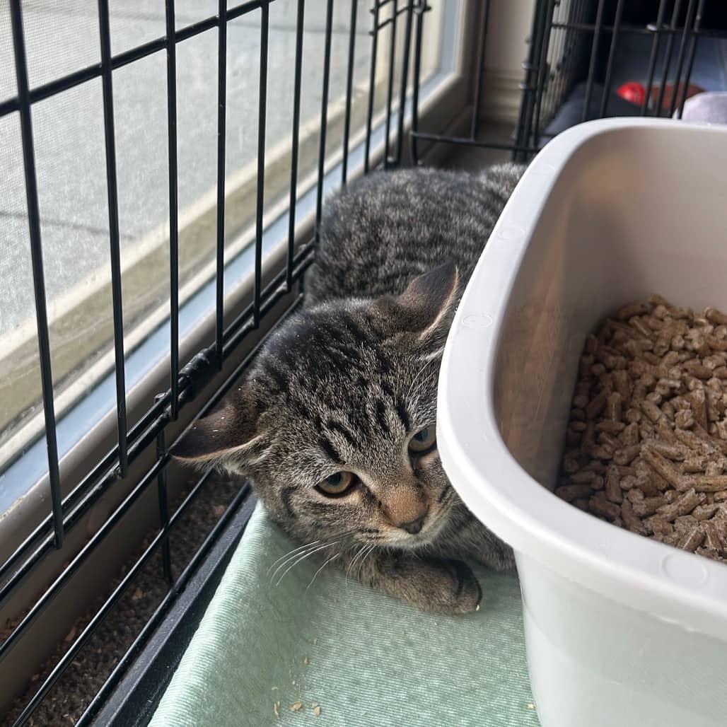 Working Cat - Fawn - Domestic Shorthair cat available for adoption at SCARS in Edmonton