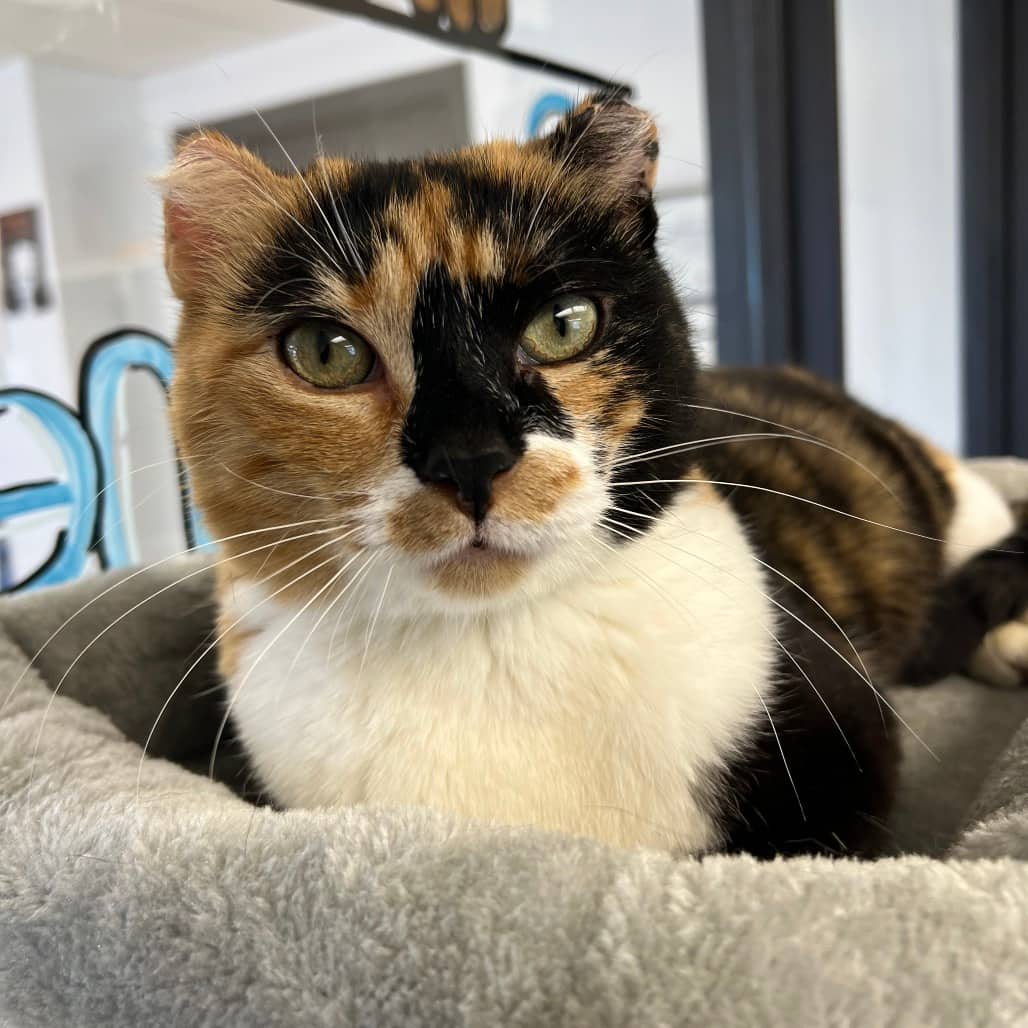 Barbara - Domestic Shorthair available for adoption
