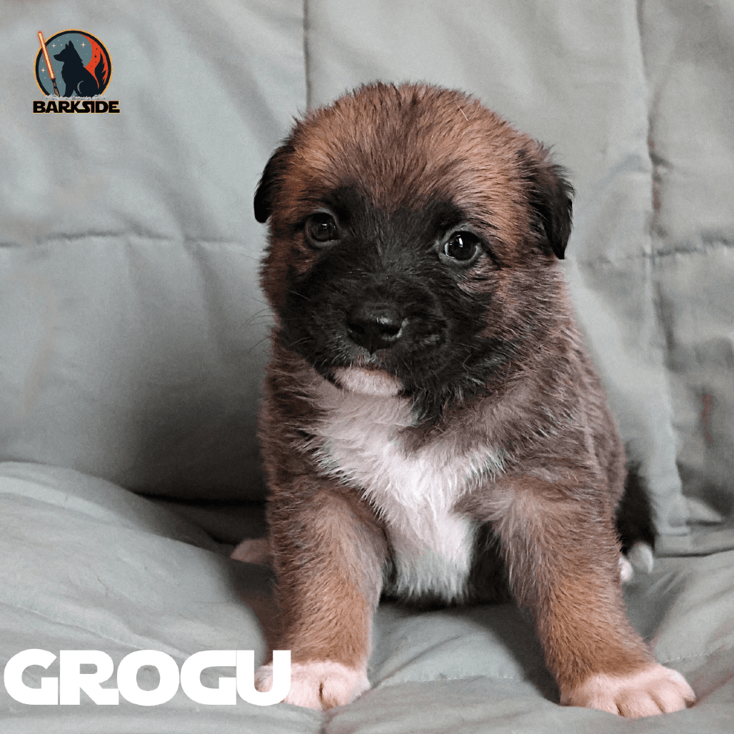 Grogu - Mixed Breed available for adoption in Calgary